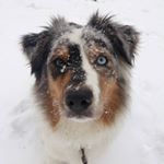 Profile Picture of Roberta Capobianco (@the_adventures_of_india) on Instagram