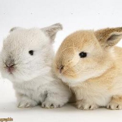 Profile Picture of Alison Wee (@Alisonweesk) on Twitter