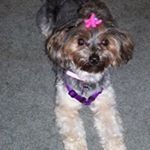 Profile Picture of Janet Ackerman-Foy (@janetackermanfoy) on Instagram