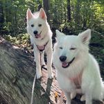 Profile Picture of 𝓒𝓱𝓵𝓸𝓮 and 𝓒𝓸𝓷𝓻𝓪𝓭 (@twowhitewoofs) on Instagram