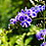 Profile Picture of Wayne Huang (@kshuang99) on Flickr