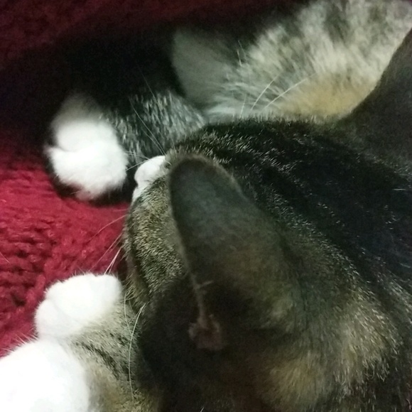 Brianna Lauwers - Poshmark Profile Picture of Brianna Lauwers (@blauwers) on Poshmark