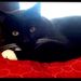 Profile Picture of Kim Gause (@kag2204) on Pinterest