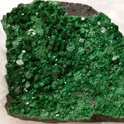 Profile Picture of Duncan Keller (@UvaroviteGreen) on Twitter