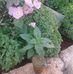 Profile Picture of Ammar Alhaj Ahmad (@ammaralhaj.ahmad.3) on Facebook