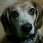 Profile Picture of Evelyn-Brady The Beagles Momma (@sweetevey) on Instagram