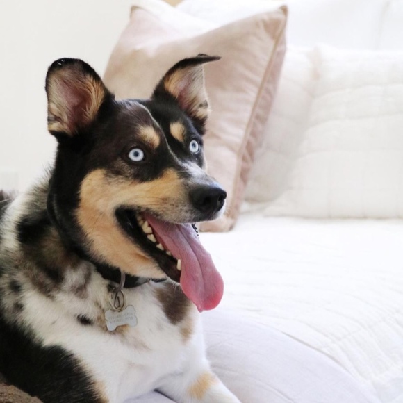 Profile Picture of Christina Digiacomo (@chicwing001) on Poshmark