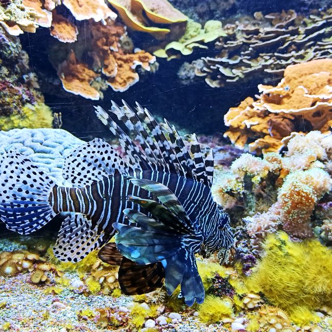 Profile Picture of Daniel DUMAS (@@user2963329799987) on Tiktok