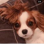 Profile Picture of Anurag Singh (@anuraagg__) on Instagram