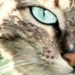 Profile Picture of Peyton Turner (@forest_shadows) on Instagram