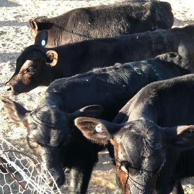 Profile Picture of Jesse Toy (@toy_jesse) on Twitter