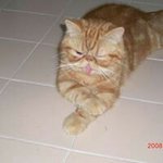 Profile Picture of Peter Vong (@peter.vong.5) on Instagram