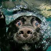 STEVE FLASH - Youtube Profile Picture of STEVE FLASH (@Dogtrainer295) on Youtube