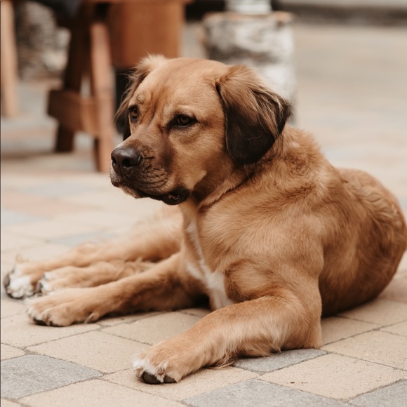 Profile Picture of Glenna Swiniarski (@gswiniarski) on Poshmark