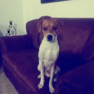 Profile Picture of Andrés Manuel (@tobyManuel14) on Twitter