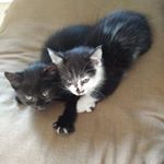 Profile Picture of Jeremy (@chat_deesse_figaro) on Instagram