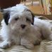 Profile Picture of Ariel Sharone (Snoofer) (@ariel.sharone.756) on Facebook