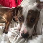 Profile Picture of Luke DogWalker Burkhardt (@lukedogwalker.burk) on Instagram