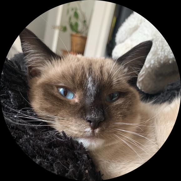 Profile Picture of Asher David (@adavves) on Poshmark