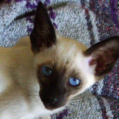 Profile Picture of Shelley Perryman-Limegroveron Twitter