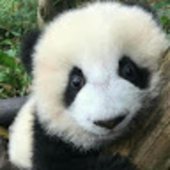 Profile Picture of Yong Zhang (@yongzhangez) on Poshmark