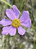 Profile Picture of Coreopsis nudataon Wikipedia