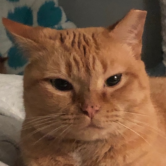 Profile Picture of Lauren Wholey (@laurendoly2) on Poshmark