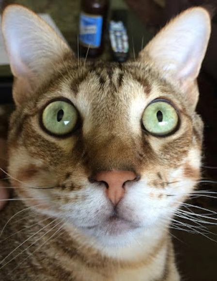 Profile Picture of Matthew Attardo (@matthewattardo) on Poshmark