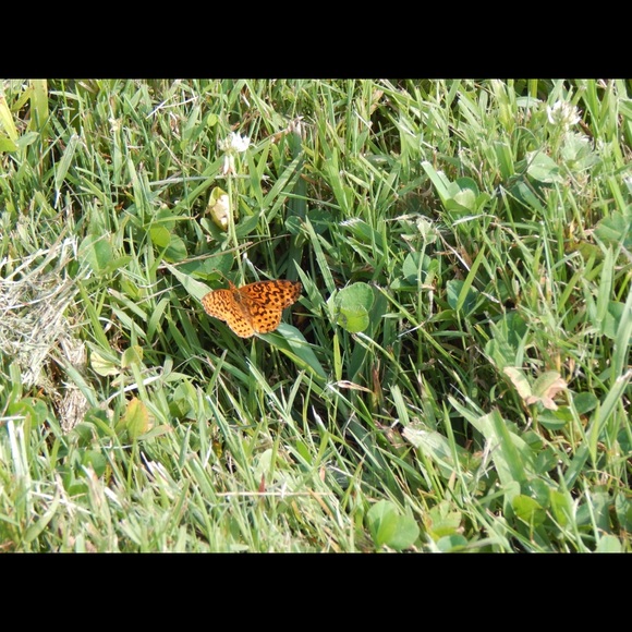 Profile Picture of Alexandra Burrell (@alexandrabur741) on Poshmark