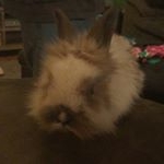 Profile Picture of Logan Simpson (@buddy_the_bunn3y) on Instagram