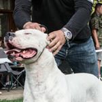 Profile Picture of Daniel Dischereit (@perrodecordoba) on Instagram