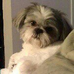 Profile Picture of Tony the Shih Tzu And Mia Too! (@tony_bologna09) on Instagram