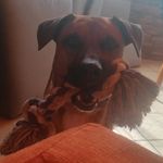 Profile Picture of Daniel Carnoli (@danielcarnoli) on Instagram