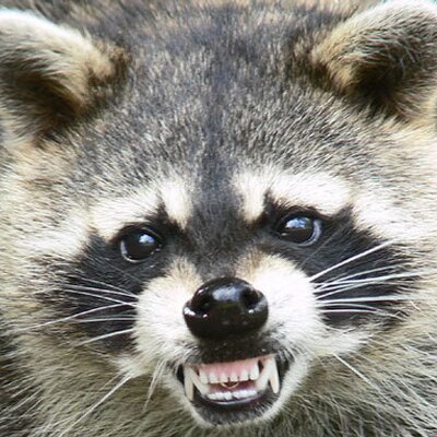 Profile Picture of Brian Coonce (@racoooonce) on Twitter