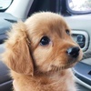 Profile Picture of Amber Platt (@@albusthecockapoo) on Tiktok