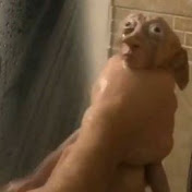 Profile Picture of Adolfo Lima (@adolfolima8995) on Youtube