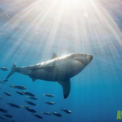 Profile Picture of Jeff Greaves (@jggreaves) on Twitter