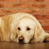 Profile Picture of Edouard Simon (@allegorie0412) on Pinterest