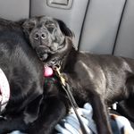 Profile Picture of Kim Boudreau Smith (@rockindogmoms) on Instagram