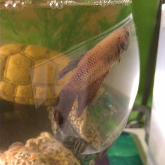 Profile Picture of Julia Kloza (@julia_1831) on Poshmark