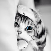 Profile Picture of Kim Kha (@kimkha3658) on Youtube