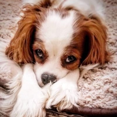 Profile Picture of Robin Scully (@RobinScully) on Twitter