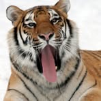 Profile Picture of Alain Barth (@Alain-Barth) on Facebook