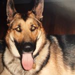 Profile Picture of Mark Botelho (@botelho788) on Instagram