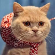 Profile Picture of Joanna Zhao (@joannazhao5852) on Youtube