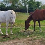 Profile Photo of Morgan, Juno & Aurora (@apha.juno) on Instagram