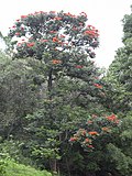 Profile Picture of Spathodeaon Wikipedia
