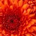 Profile Picture of Ashley Haddock (@haddocka) on Pinterest