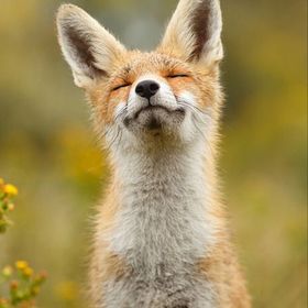 Profile Picture of kevin dooley (@kevinodooley) on Pinterest