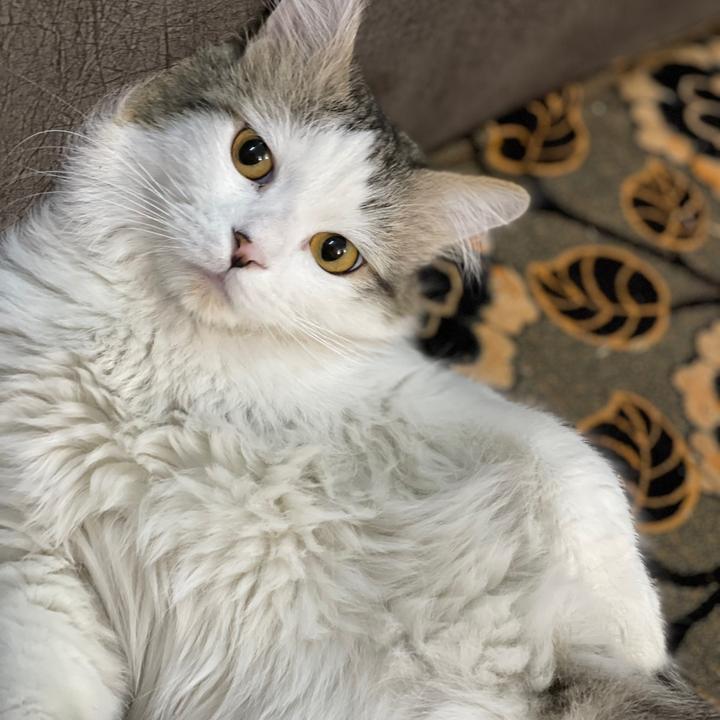 Profile Picture of رند 🕊 (@randalshook) on Tiktok